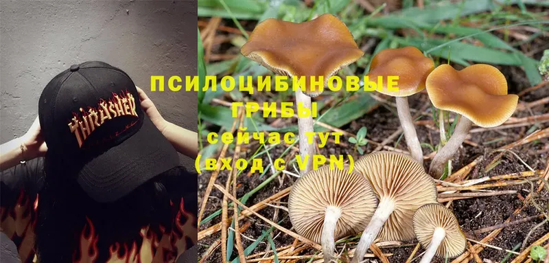 нарко площадка состав  Белоусово  Галлюциногенные грибы MAGIC MUSHROOMS 